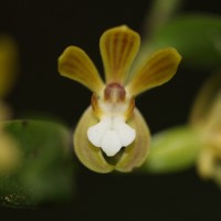 Trichoglottis tenera (Lindl.) Rchb.f.